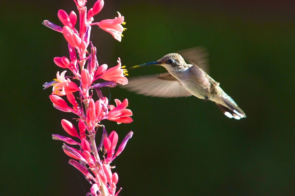 Hummingbirds from backyards and beyond